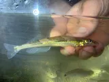 Crystal Darter, photographed in Mississippi