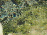 Comanche Springs Pupfish, photographed in Texas
