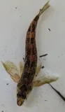 Turquoise Darter, photographed in South Carolina