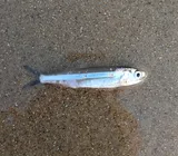 Broad-striped Anchovy, photographed in North Carolina
