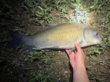 Smallmouth Buffalo, photographed in Ohio