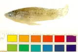 Cuban Limia