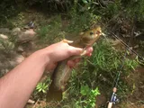 Snail Bullhead, photographed in North Carolina