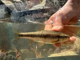 Sandhills Chub, photographed in North Carolina