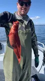 Red Brotula, photographed in British Columbia