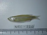 Golden Silverside, photographed in Yucatan