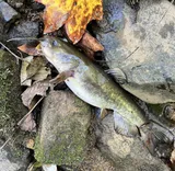 Flat Bullhead, photographed in North Carolina