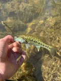 Cahaba Bass, photographed in Alabama