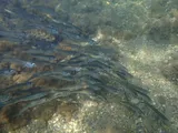 Round Sardinella, photographed in Liguria