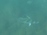 Roosterfish