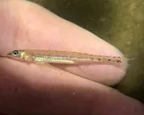 Eastern Sand Darter, photographed in New York