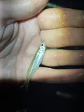 Tidewater Silverside, photographed in Florida