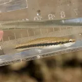Blackspotted Topminnow, photographed in Arkansas