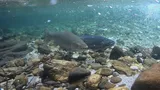 Rainbow Trout, photographed in California