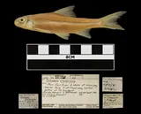 Silver Chub, photographed in Manitoba (Prov.)