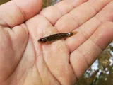 Spottail Darter, photographed in Tennessee