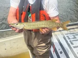 Muskellunge, photographed in Ohio