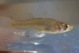 Mosquitofish, photographed in Mississippi