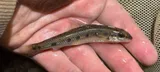 Streamline Chub, photographed in Virginia