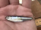 Texas Shiner, photographed in Texas