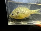 Rio Grande Longear Sunfish, photographed in Tennessee