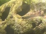 Northern Studfish, photographed in Tennessee