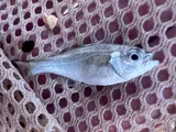 Hawaiian Aholehole, photographed in Hawaii