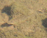 River Goby, photographed in Sinaloa