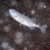 Alaskan Stickleback, photographed in Møre og Romsdal