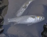 Silver Mullet, photographed in Sinaloa