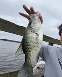 White Crappie, photographed in Texas