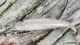Slough Anchovy, photographed in California
