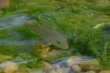 Colorado Snapper, photographed in Puntarenas
