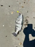 Black Drum, photographed in Florida