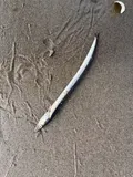 American Sand Lance, photographed in Rhode Island
