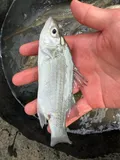 White Bass, photographed in Ohio