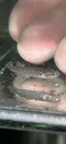 Mangrove Rivulus, photographed in Florida