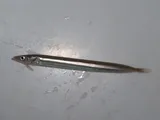 American Sand Lance, photographed in New Jersey