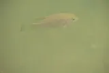 Redbreast Tilapia, photographed in KwaZulu-Natal
