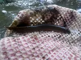 Japanese Weatherfish, photographed in Utah