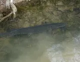 Muskellunge, photographed in Kentucky