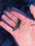 Chameleon Goby, photographed in California