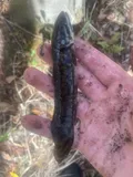 Bowfin, photographed in Georgia