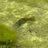 Rio Grande Longear Sunfish, photographed in Texas