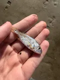 Spot, photographed in North Carolina