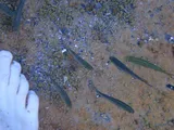 Mexican Tetra, photographed in Texas