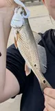 Red Drum, photographed in Mississippi
