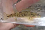 Kanawha Darter, photographed in North Carolina