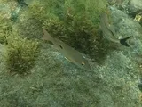 Mahogany Snapper, photographed in Saint-Pierre
