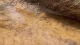 Plains Killifish, photographed in Texas